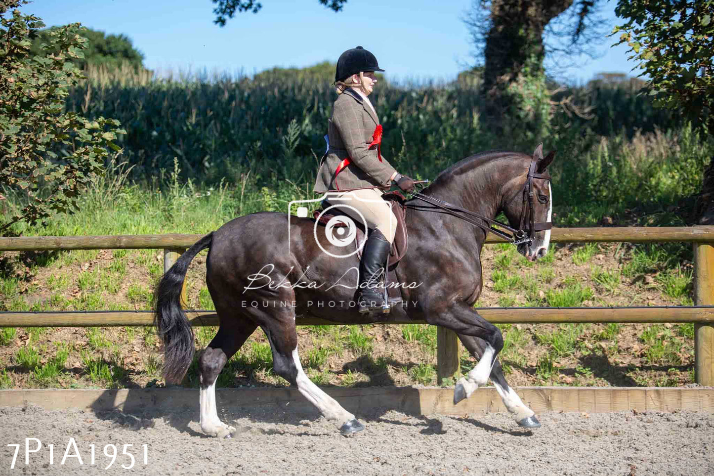Home Farm Annual Show -Ridden Showing 20th August 2023 pt 2