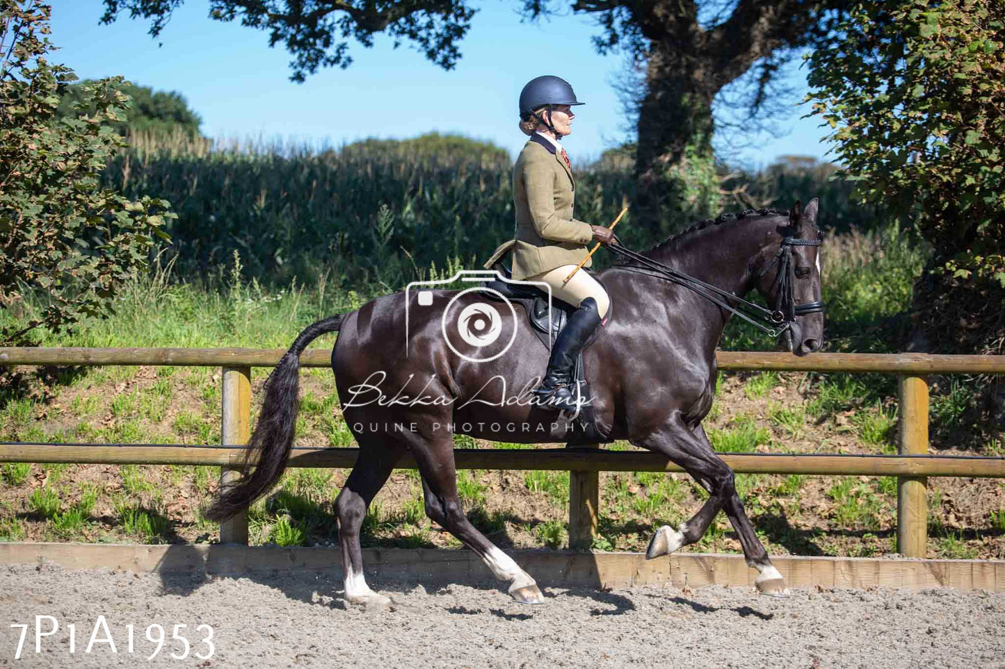 Home Farm Annual Show -Ridden Showing 20th August 2023 pt 2