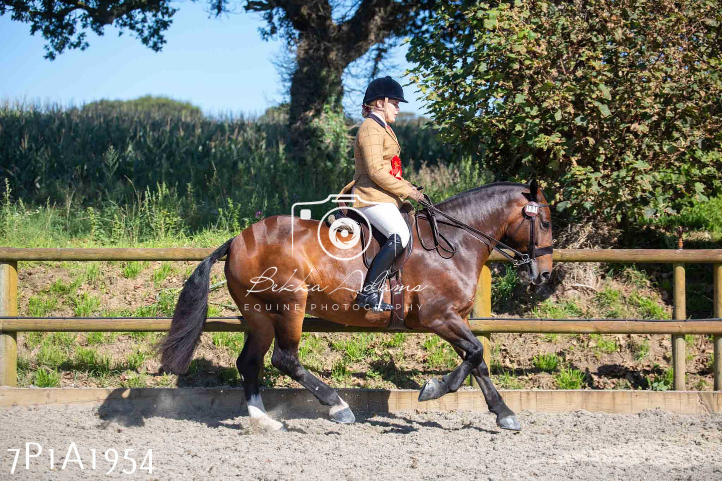 Home Farm Annual Show -Ridden Showing 20th August 2023 pt 2