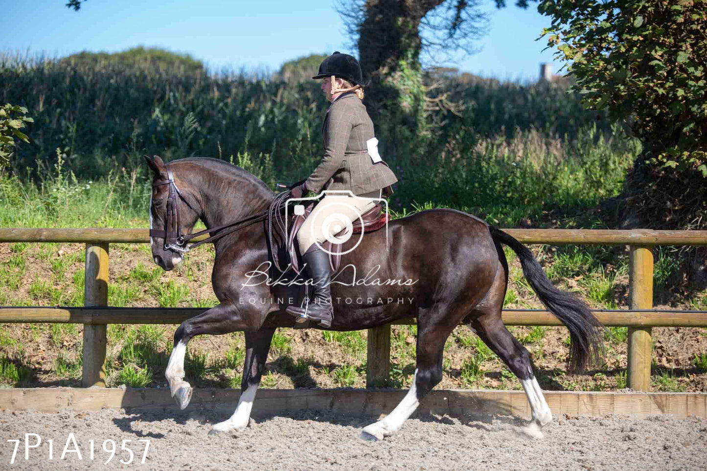 Home Farm Annual Show -Ridden Showing 20th August 2023 pt 2