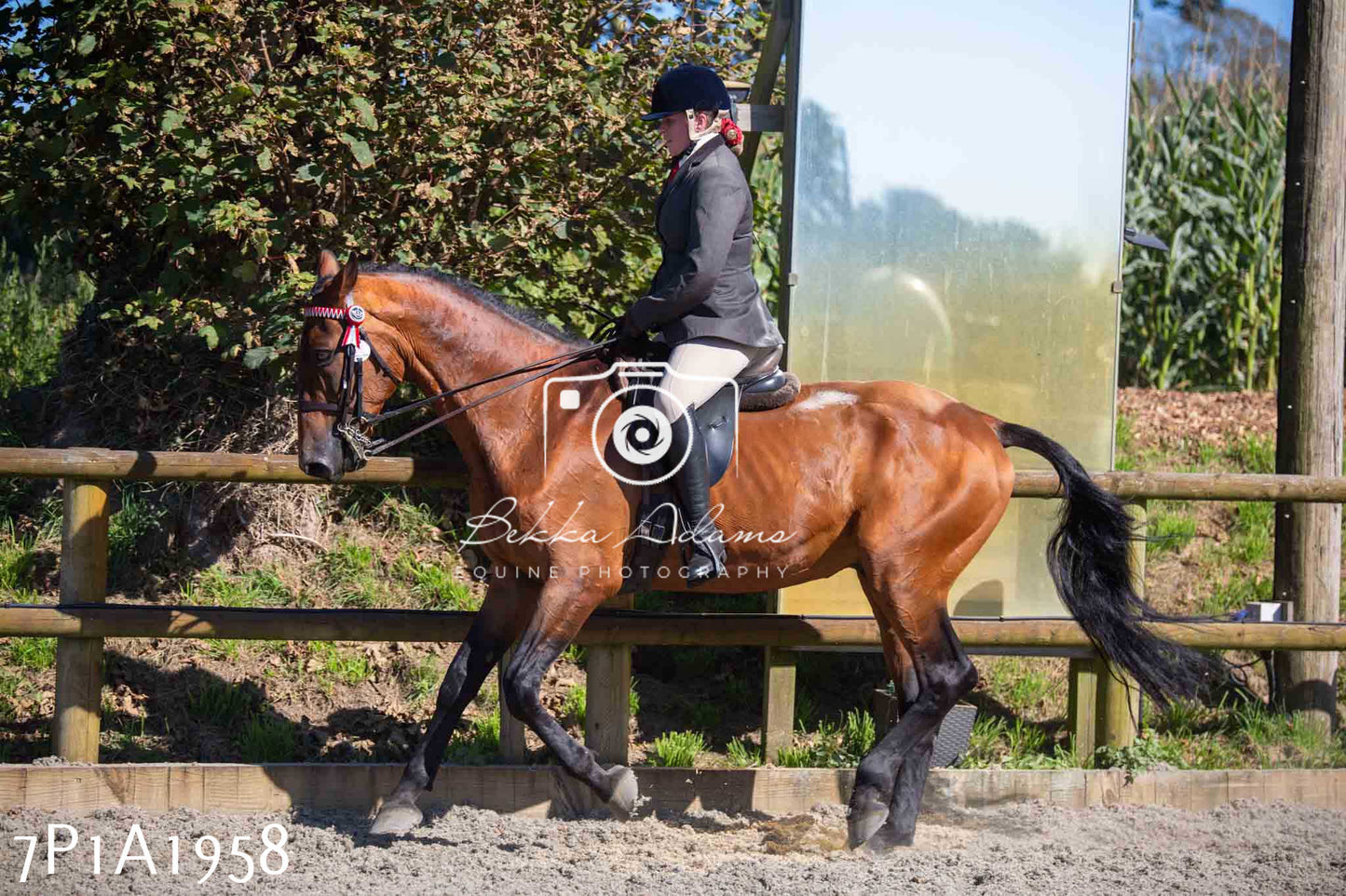 Home Farm Annual Show -Ridden Showing 20th August 2023 pt 2