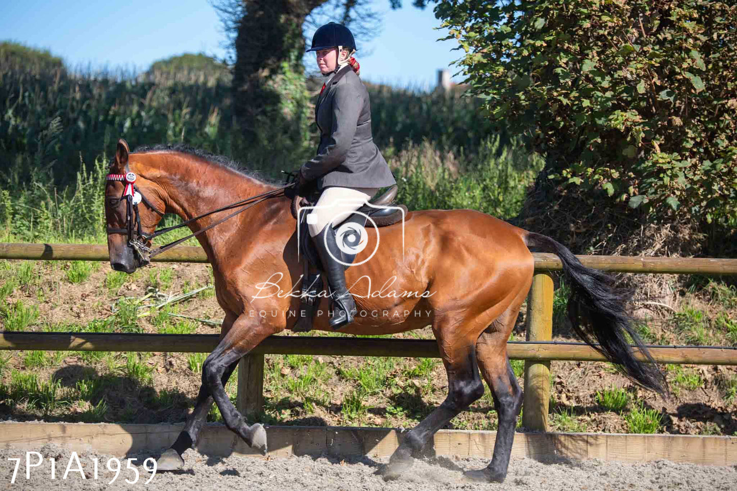 Home Farm Annual Show -Ridden Showing 20th August 2023 pt 2