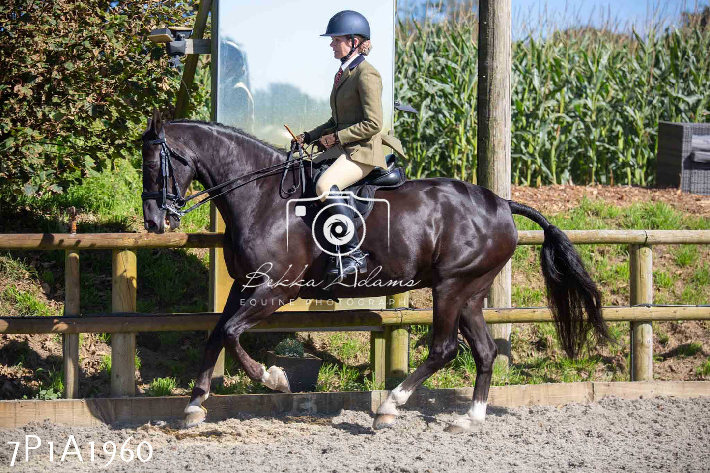 Home Farm Annual Show -Ridden Showing 20th August 2023 pt 2