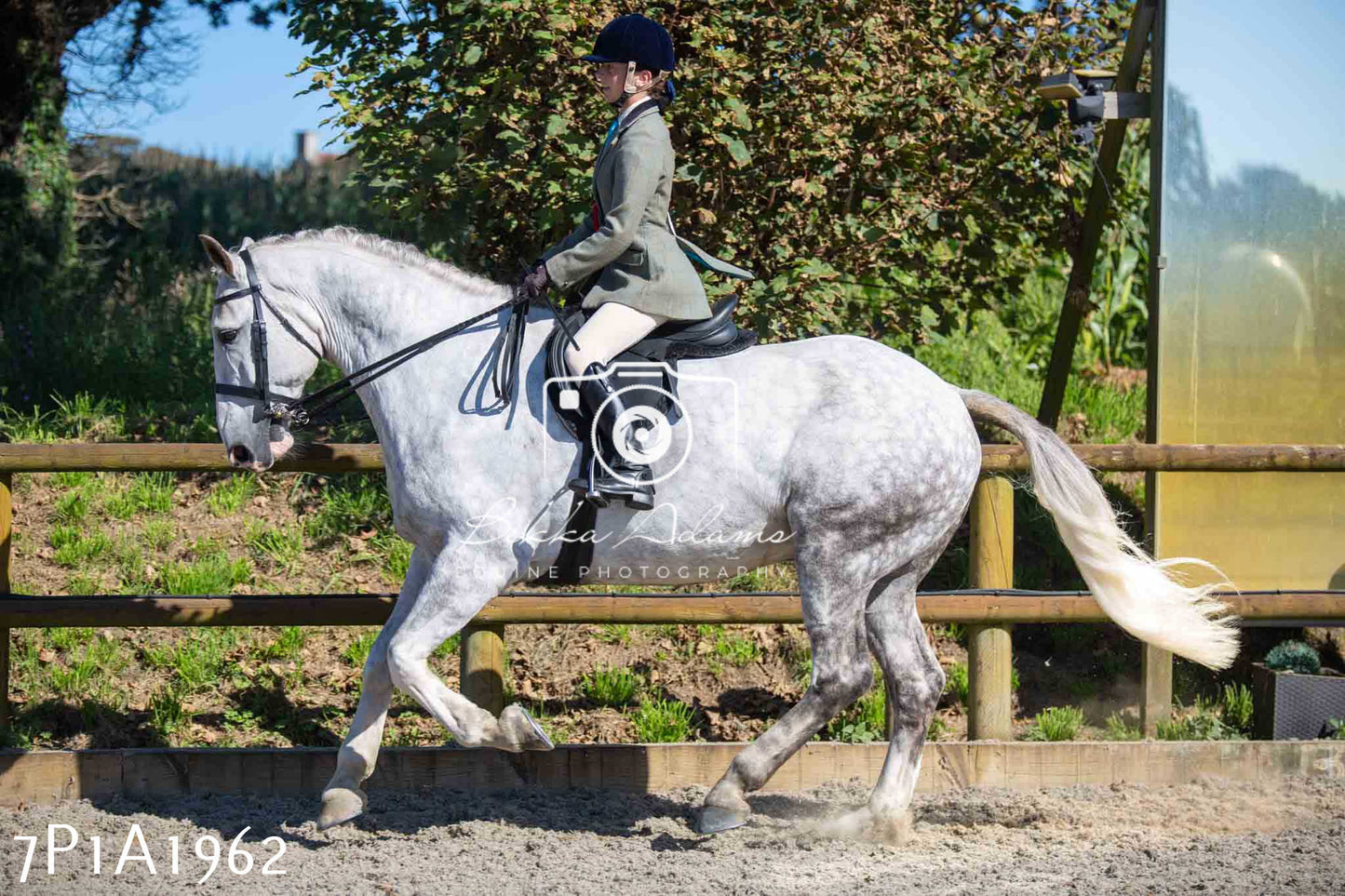 Home Farm Annual Show -Ridden Showing 20th August 2023 pt 2