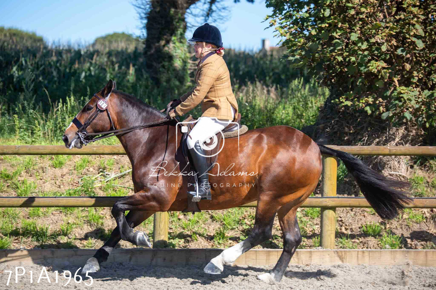 Home Farm Annual Show -Ridden Showing 20th August 2023 pt 2