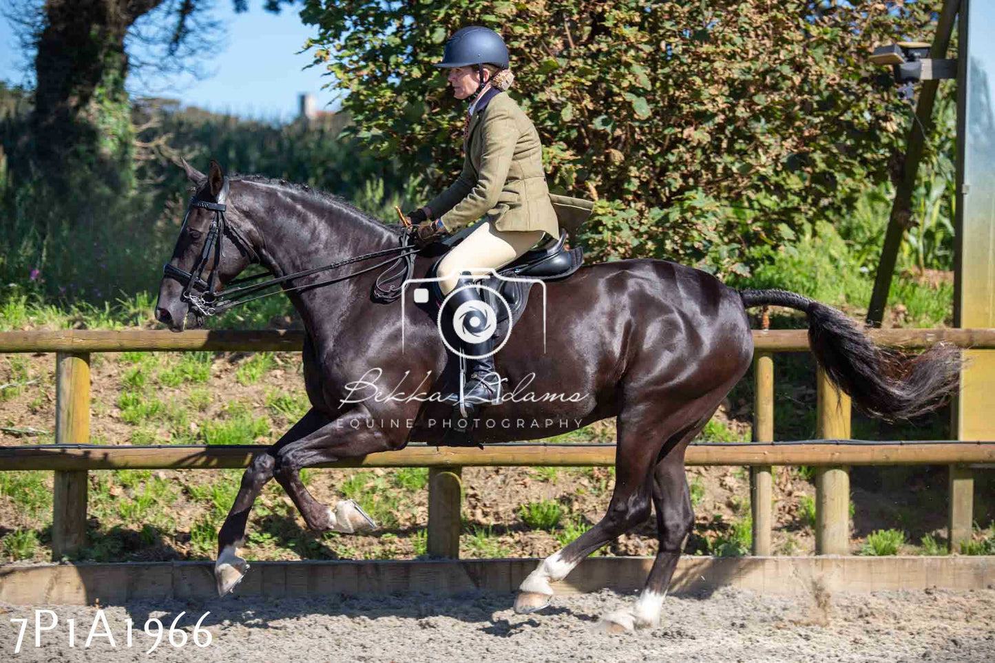 Home Farm Annual Show -Ridden Showing 20th August 2023 pt 2