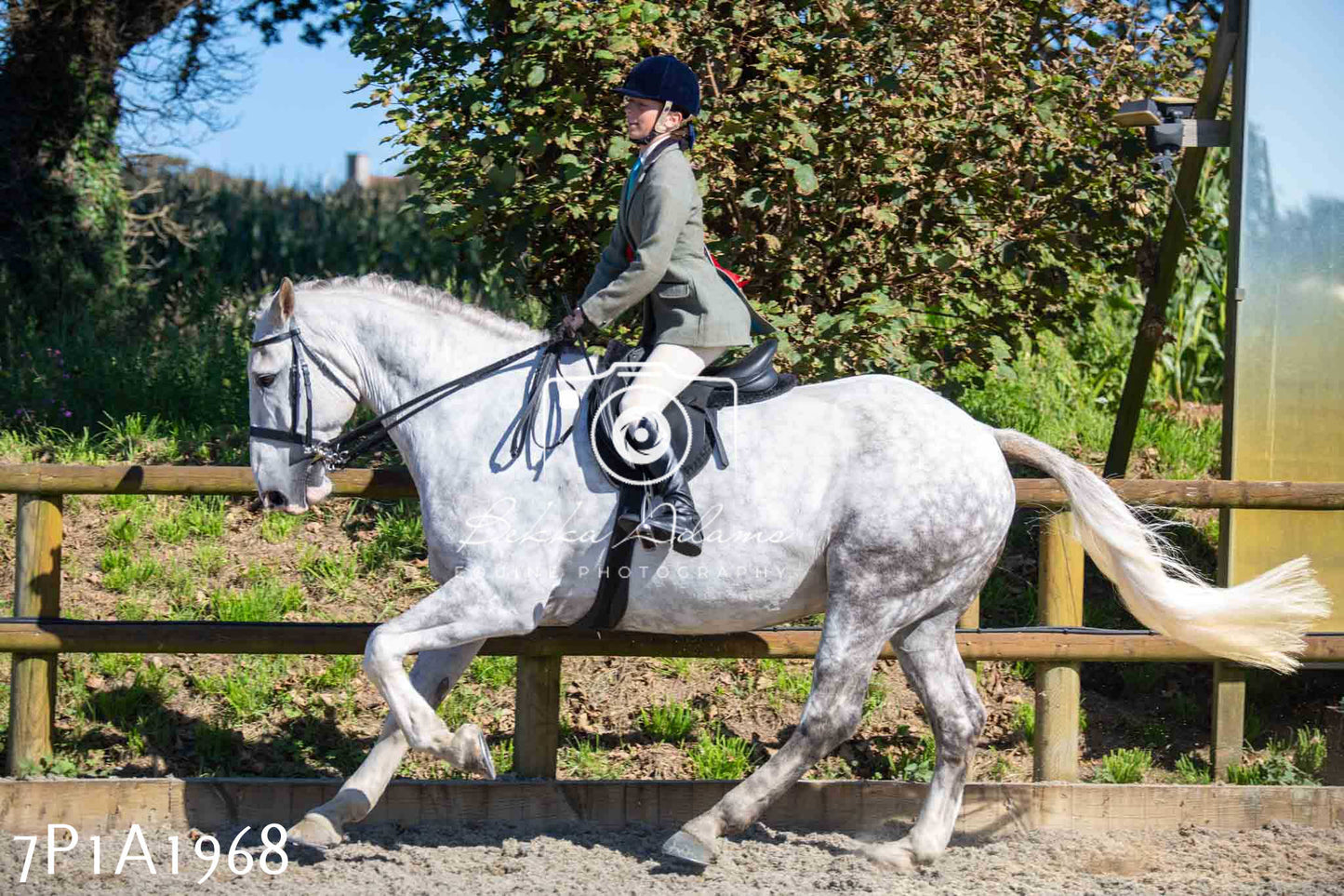 Home Farm Annual Show -Ridden Showing 20th August 2023 pt 2