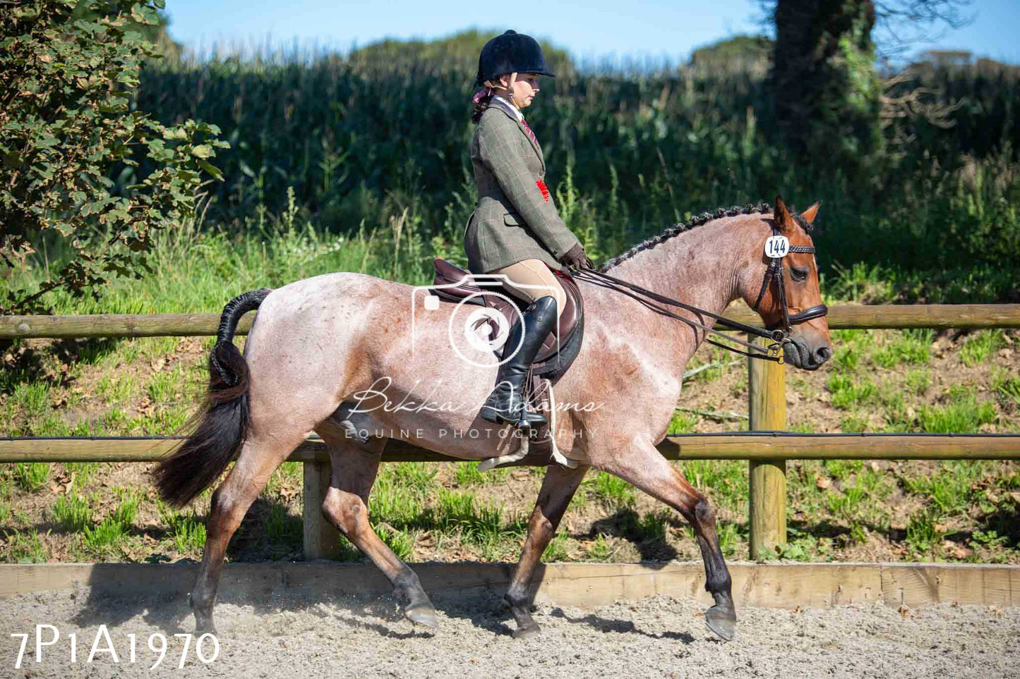 Home Farm Annual Show -Ridden Showing 20th August 2023 pt 2
