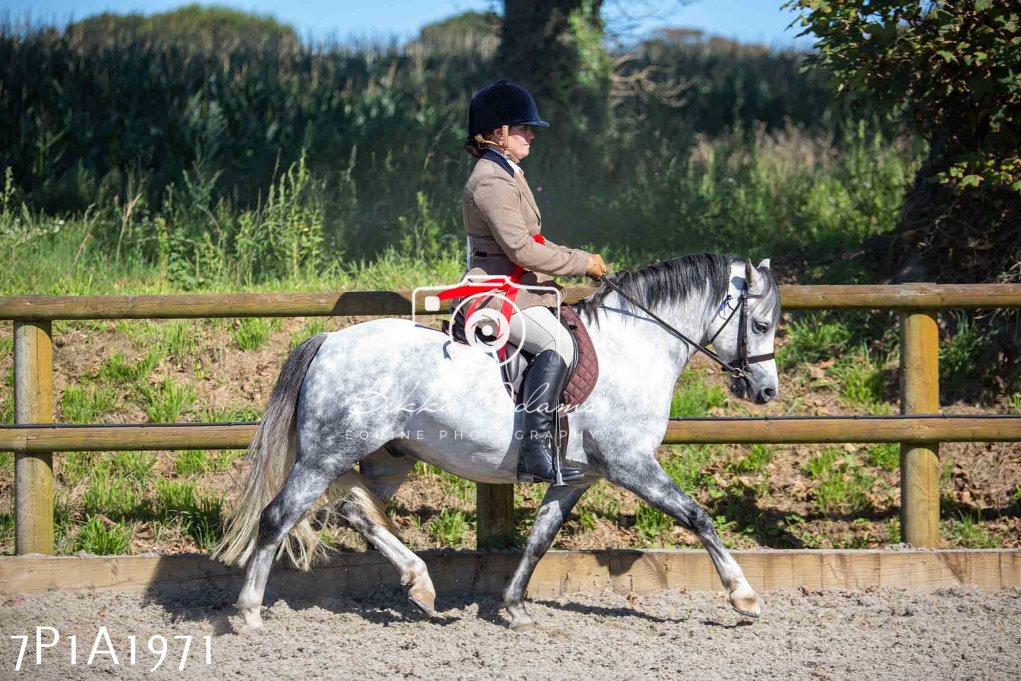 Home Farm Annual Show -Ridden Showing 20th August 2023 pt 2