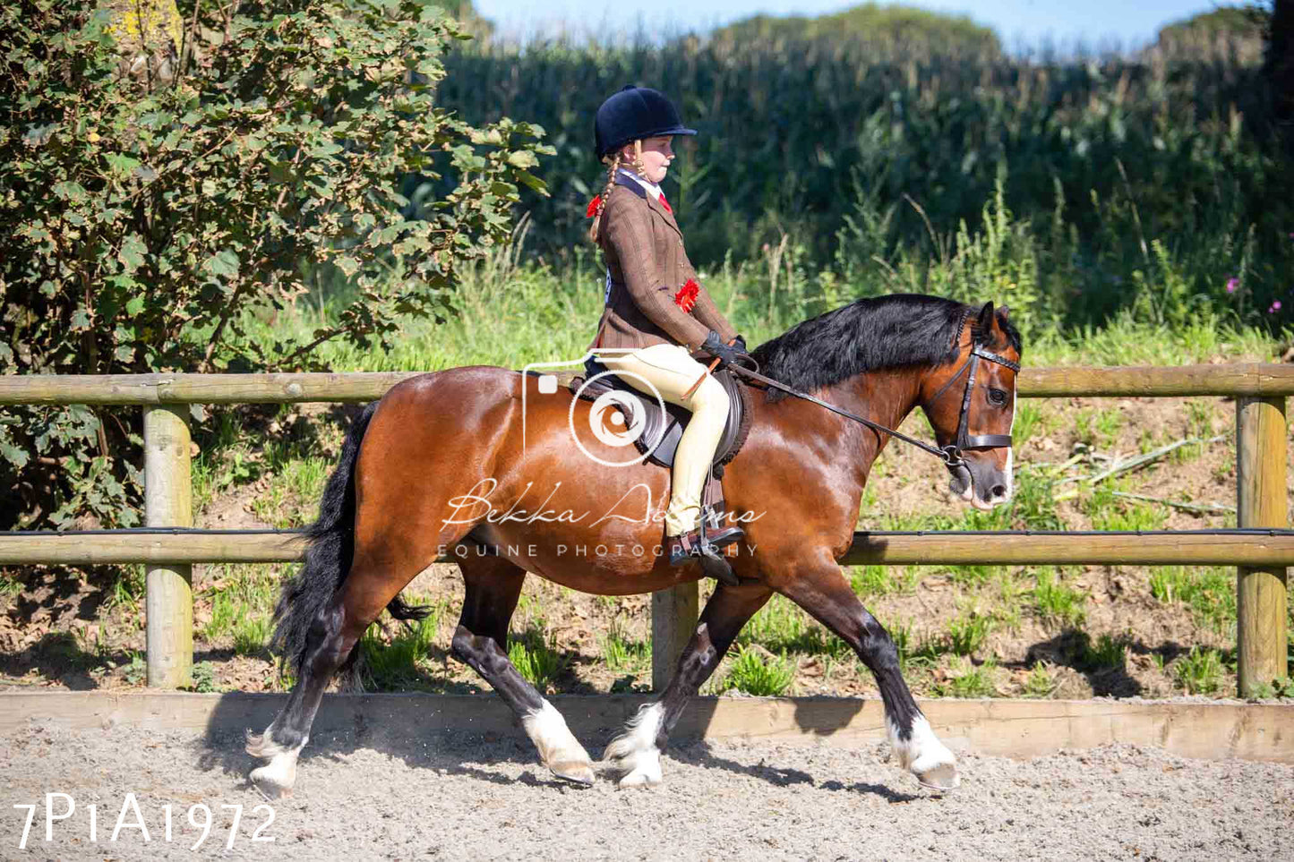 Home Farm Annual Show -Ridden Showing 20th August 2023 pt 2
