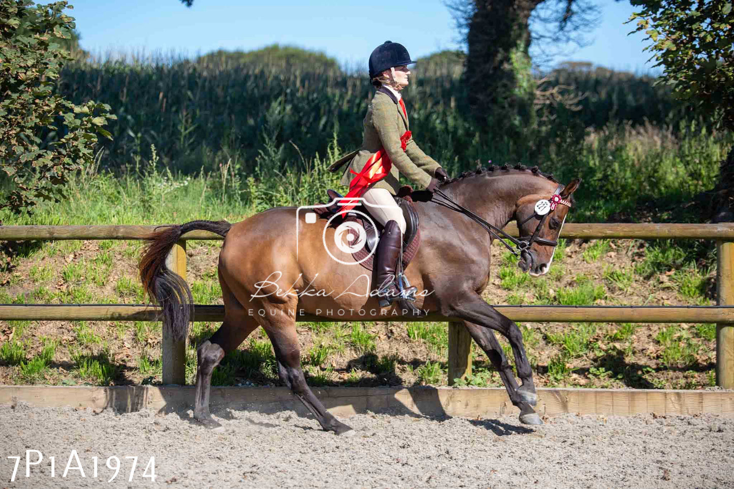 Home Farm Annual Show -Ridden Showing 20th August 2023 pt 2