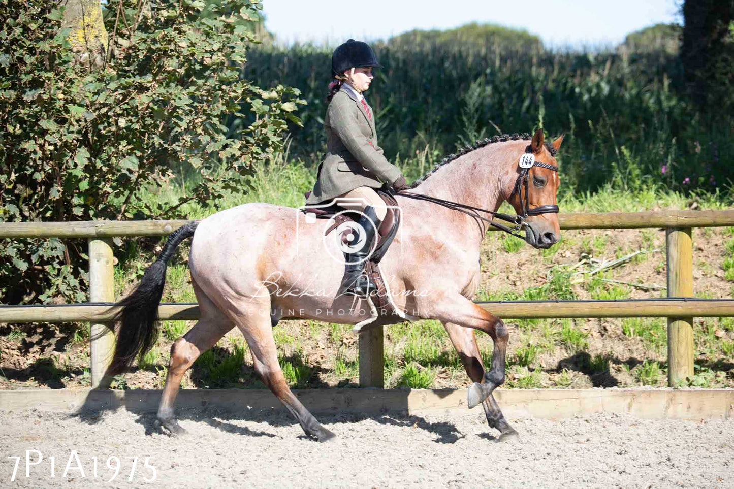 Home Farm Annual Show -Ridden Showing 20th August 2023 pt 2
