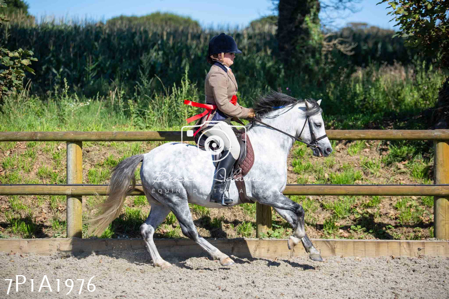 Home Farm Annual Show -Ridden Showing 20th August 2023 pt 2