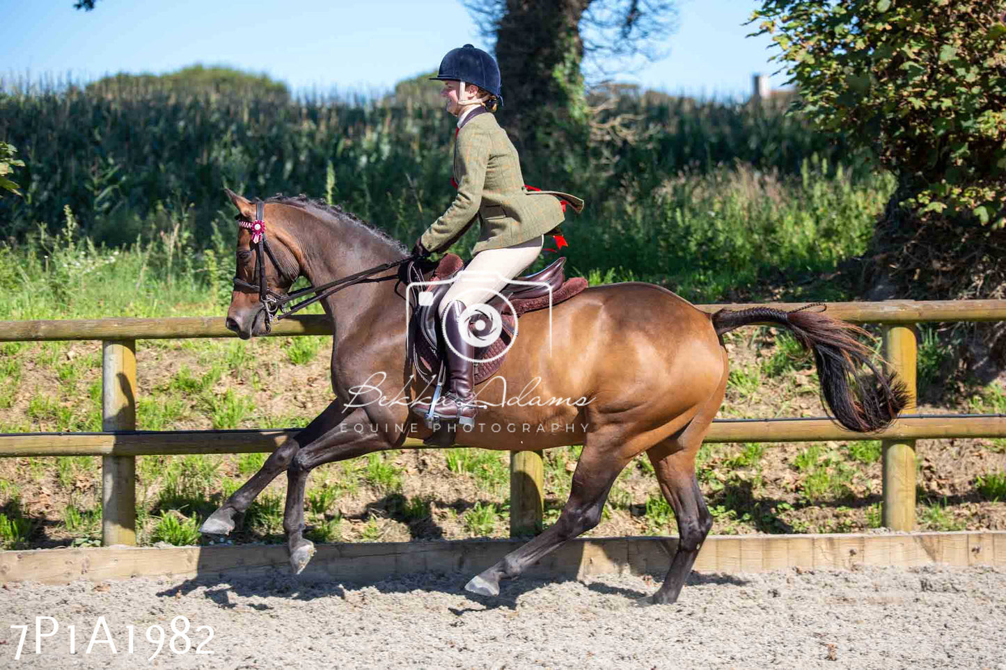 Home Farm Annual Show -Ridden Showing 20th August 2023 pt 2