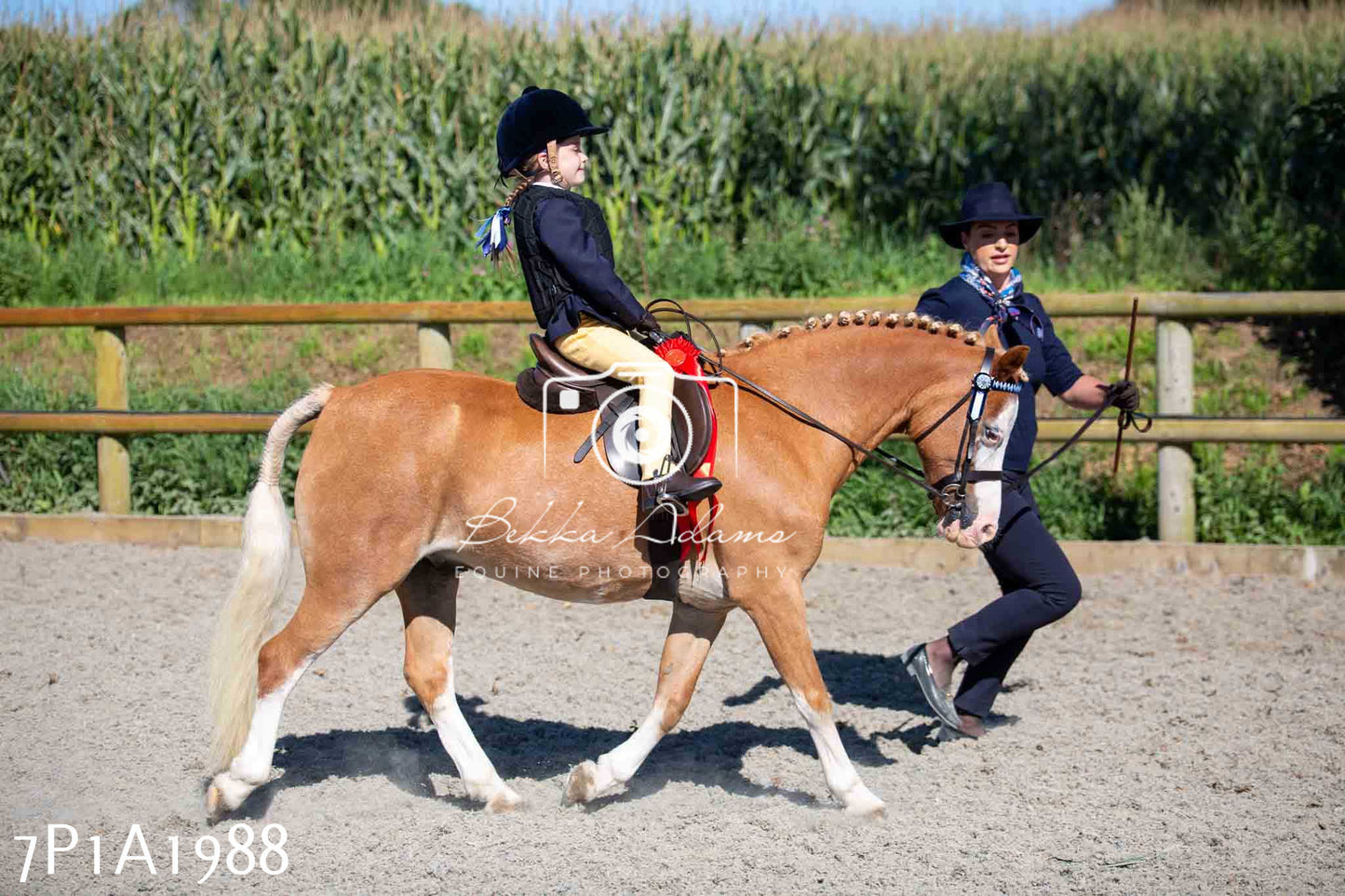 Home Farm Annual Show -Ridden Showing 20th August 2023 pt 2