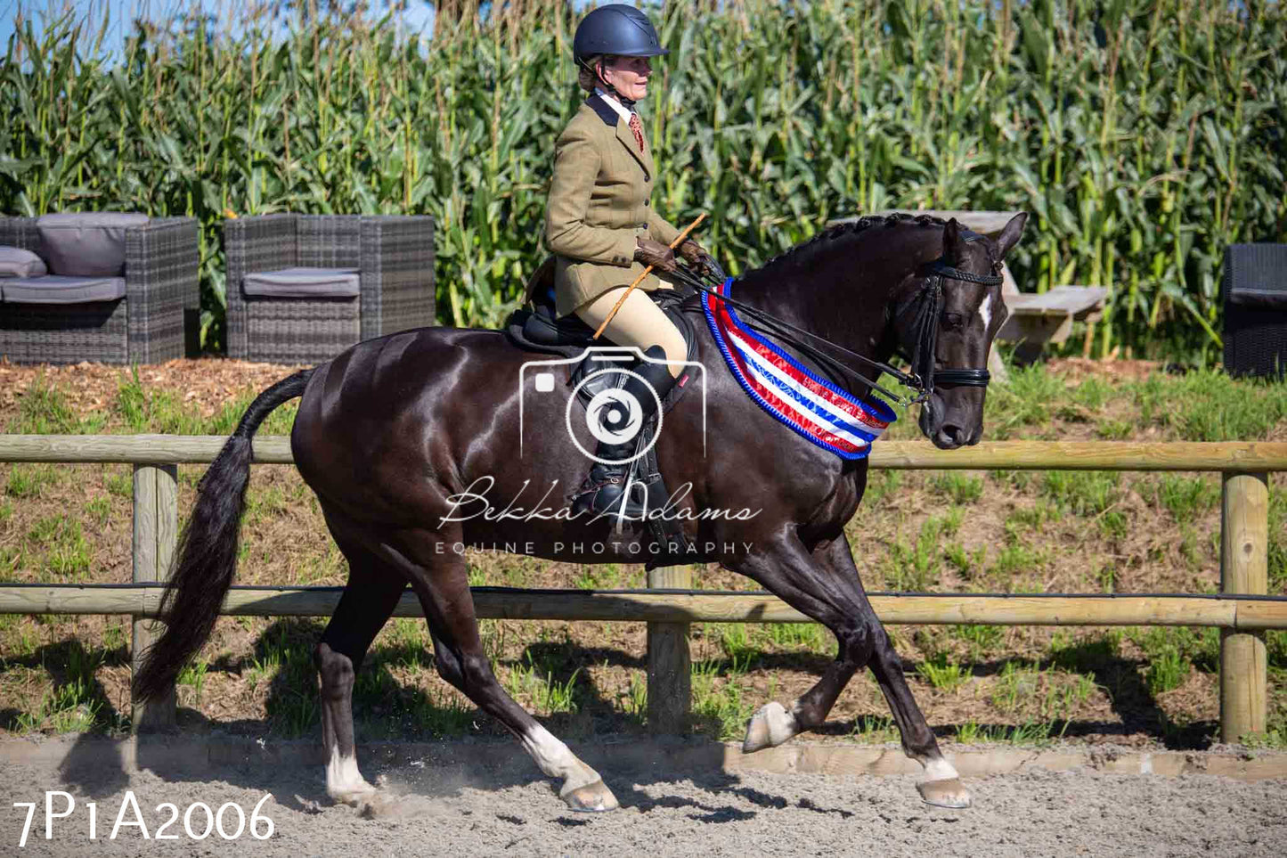 Home Farm Annual Show -Ridden Showing 20th August 2023 pt 2