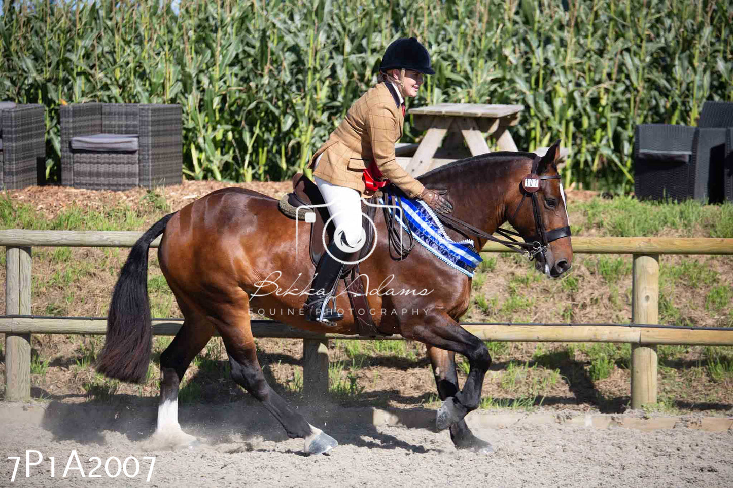 Home Farm Annual Show -Ridden Showing 20th August 2023 pt 2