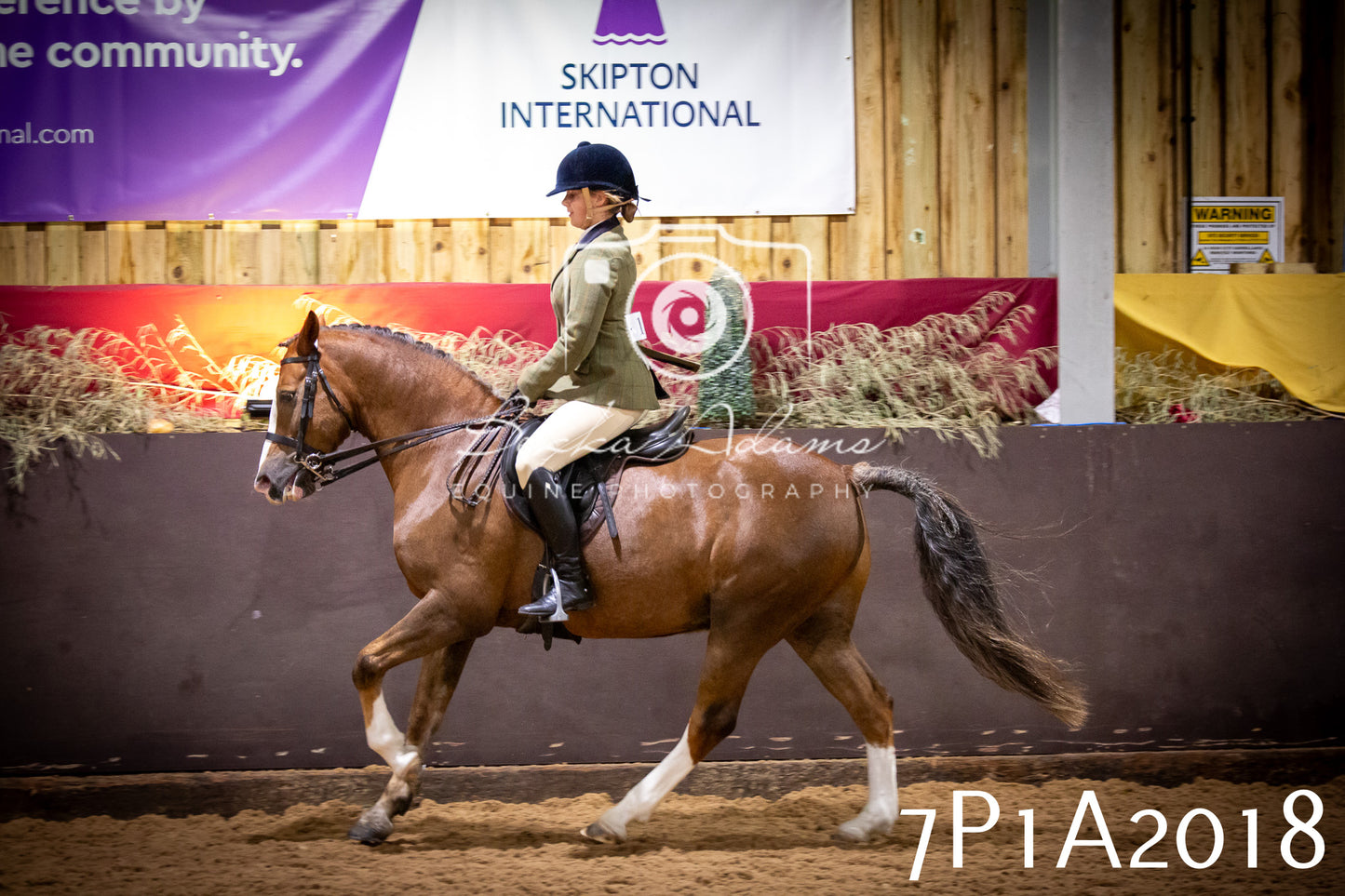 JHOYS 2025 - Ridden Showing - 28th September - pt1