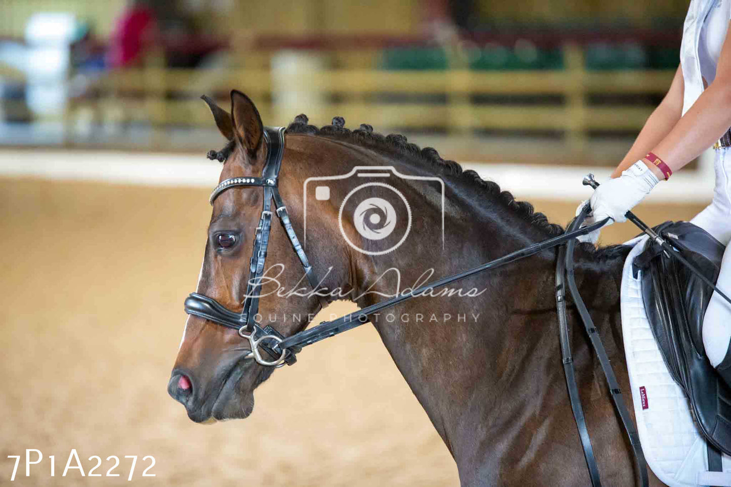 JHOYS 2023 - 6th September - Dressage