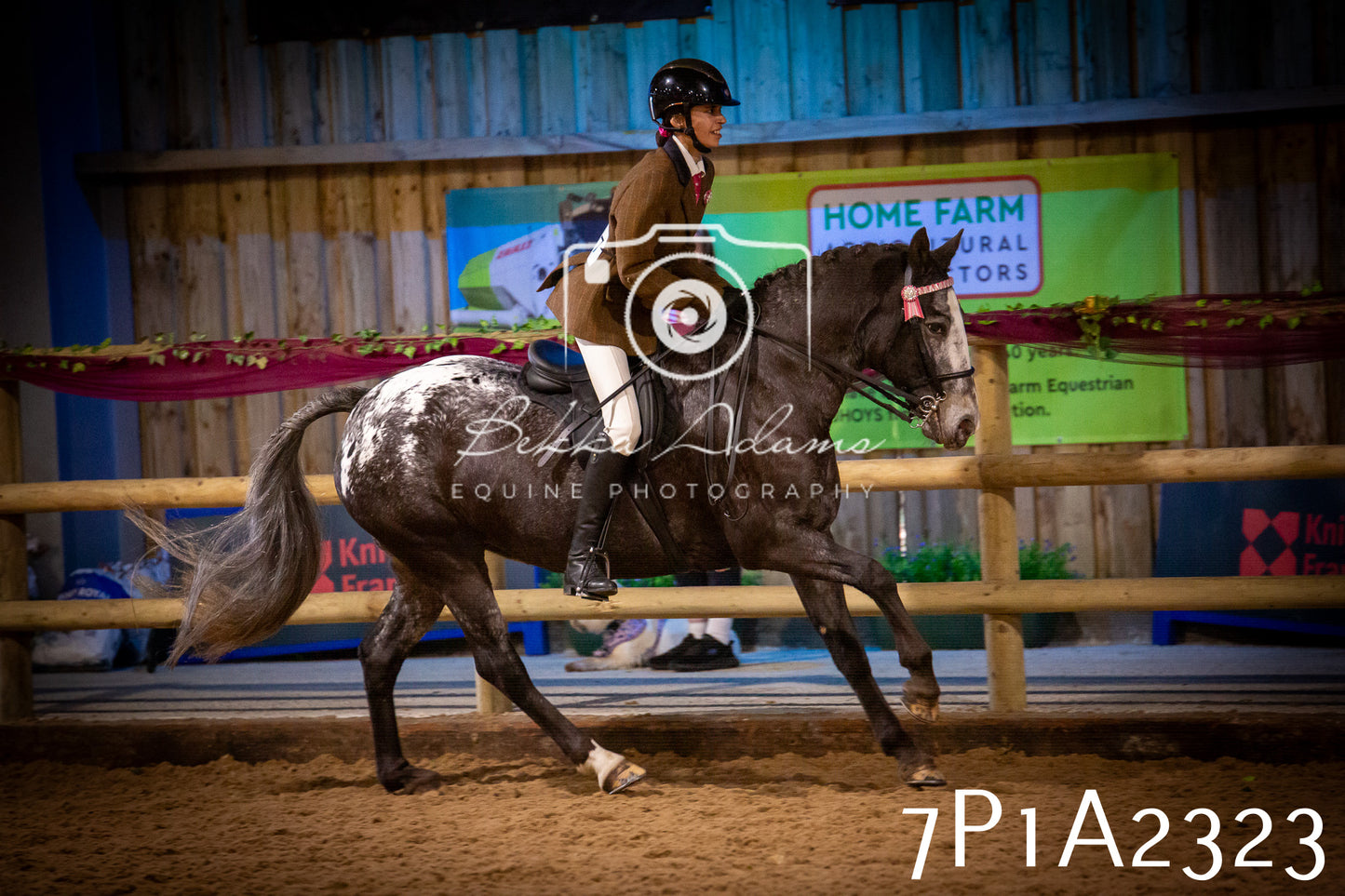JHOYS 2025 - Ridden Showing - 28th September - pt2