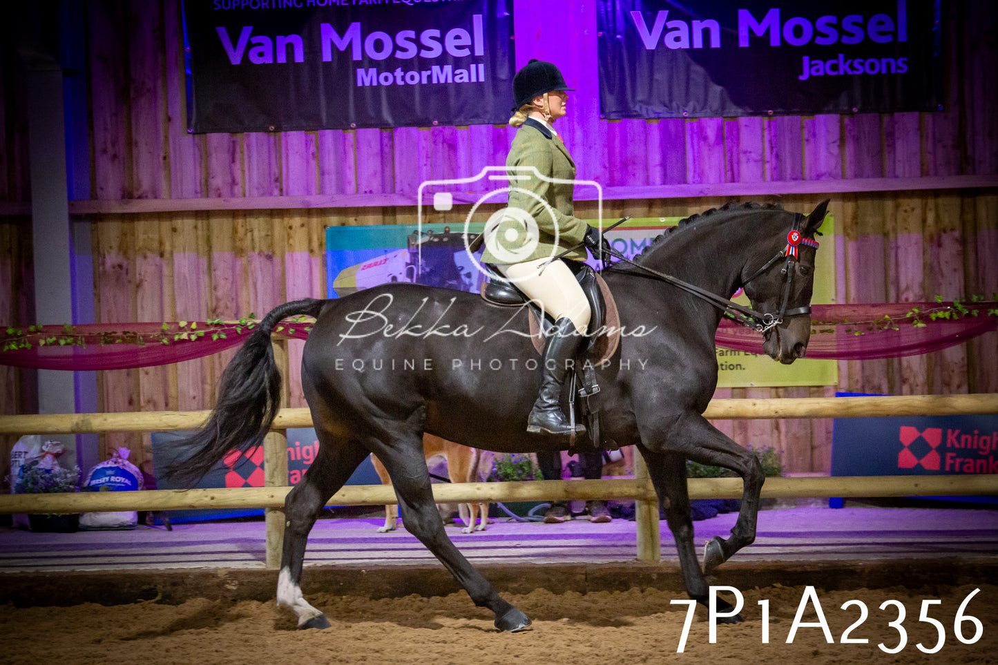 JHOYS 2025 - Ridden Showing - 28th September - pt2