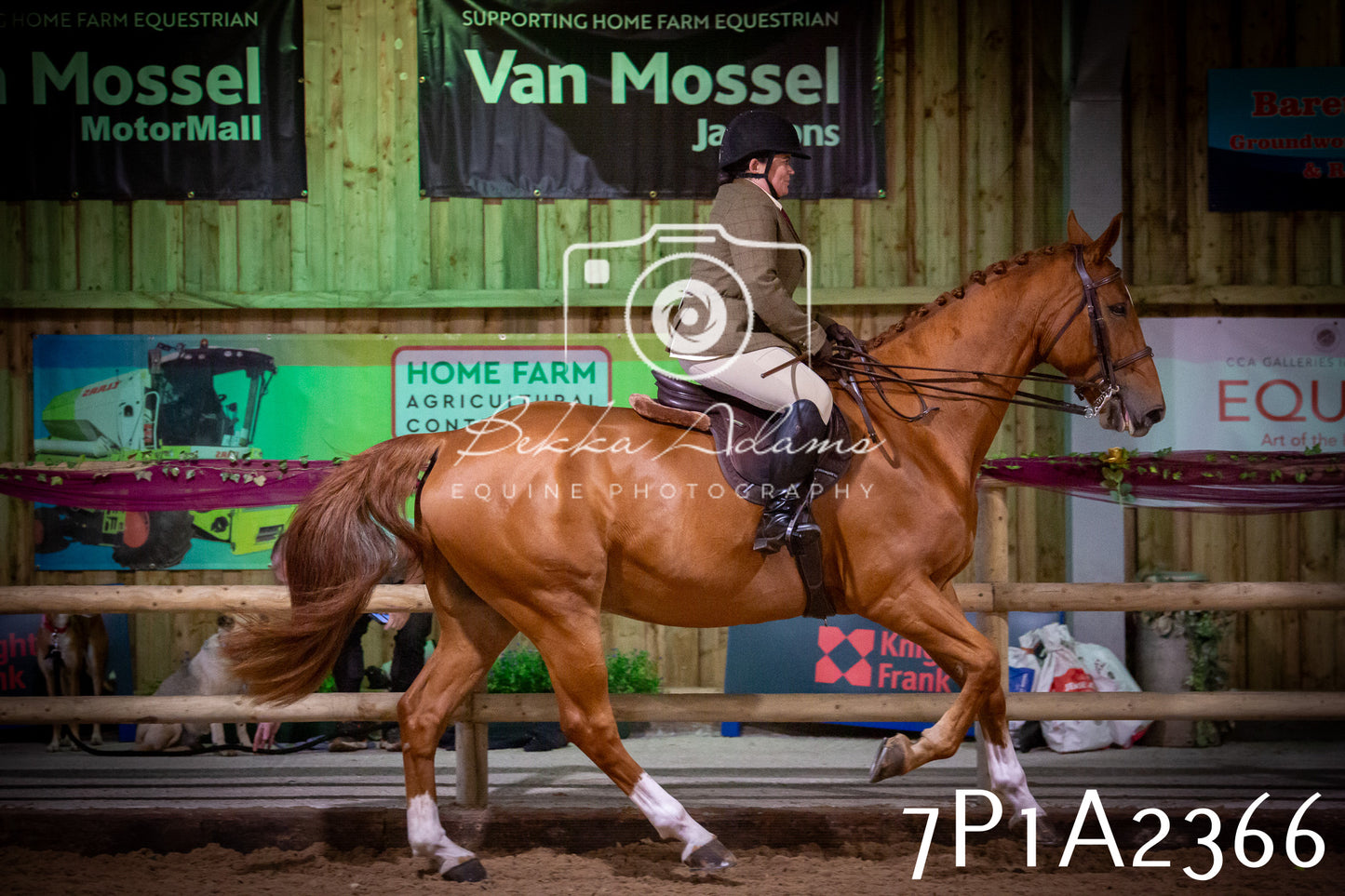 JHOYS 2025 - Ridden Showing - 28th September - pt2