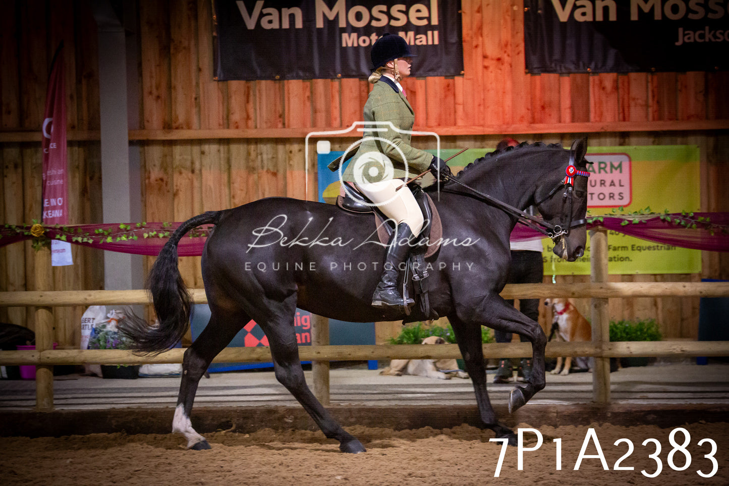 JHOYS 2025 - Ridden Showing - 28th September - pt2
