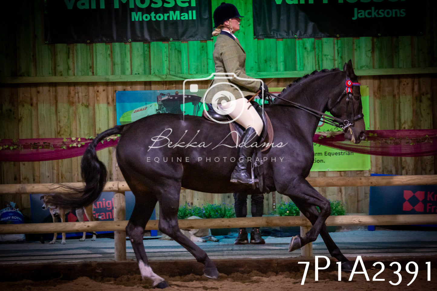 JHOYS 2025 - Ridden Showing - 28th September - pt2