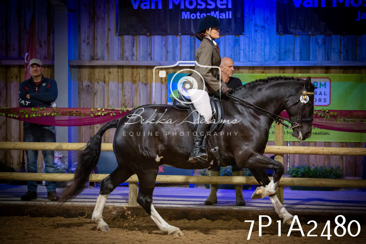 JHOYS 2025 - Ridden Showing - 28th September - pt2