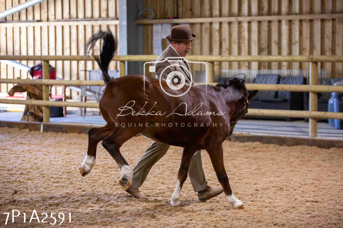 Home Farm Funshine Show 2024 - Inhand Showing 14th September