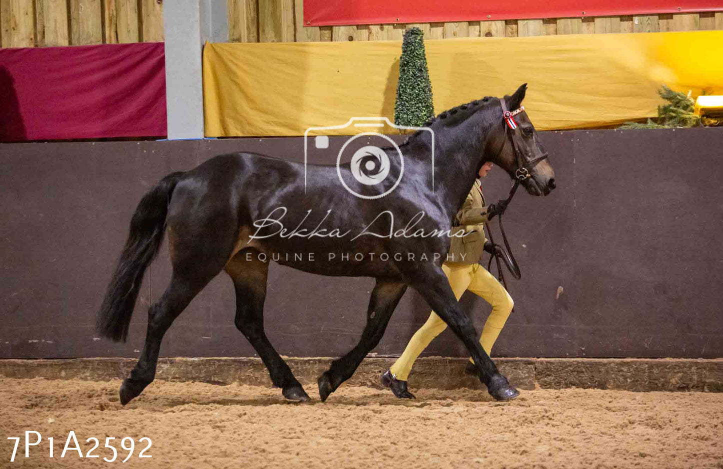 Home Farm Funshine Show 2024 - Inhand Showing 14th September