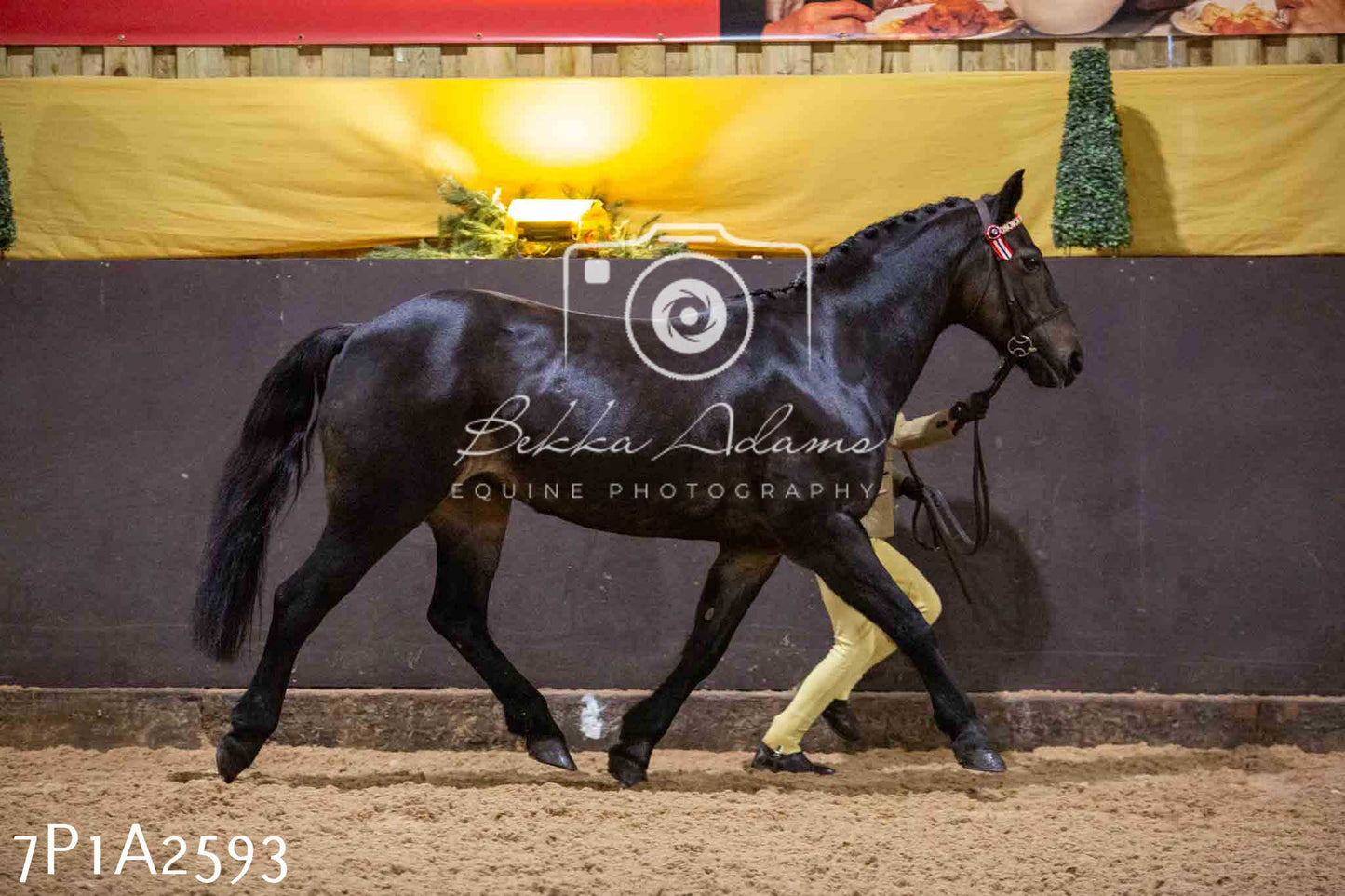 Home Farm Funshine Show 2024 - Inhand Showing 14th September
