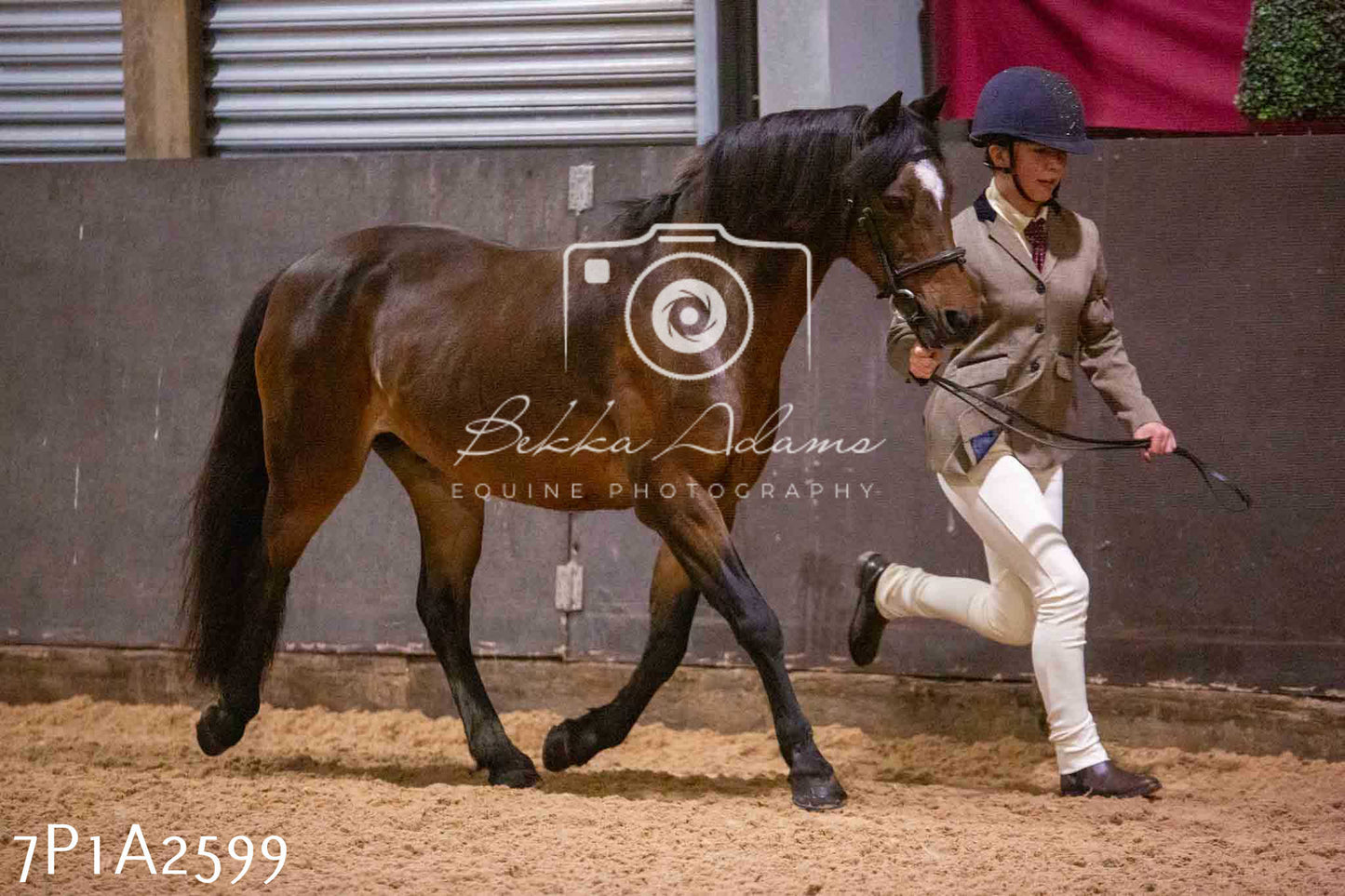 Home Farm Funshine Show 2024 - Inhand Showing 14th September