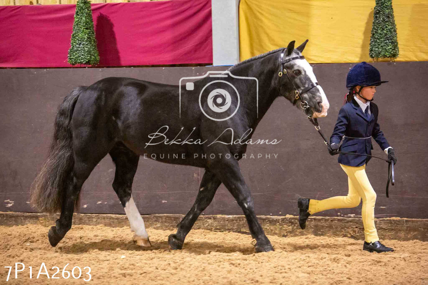 Home Farm Funshine Show 2024 - Inhand Showing 14th September