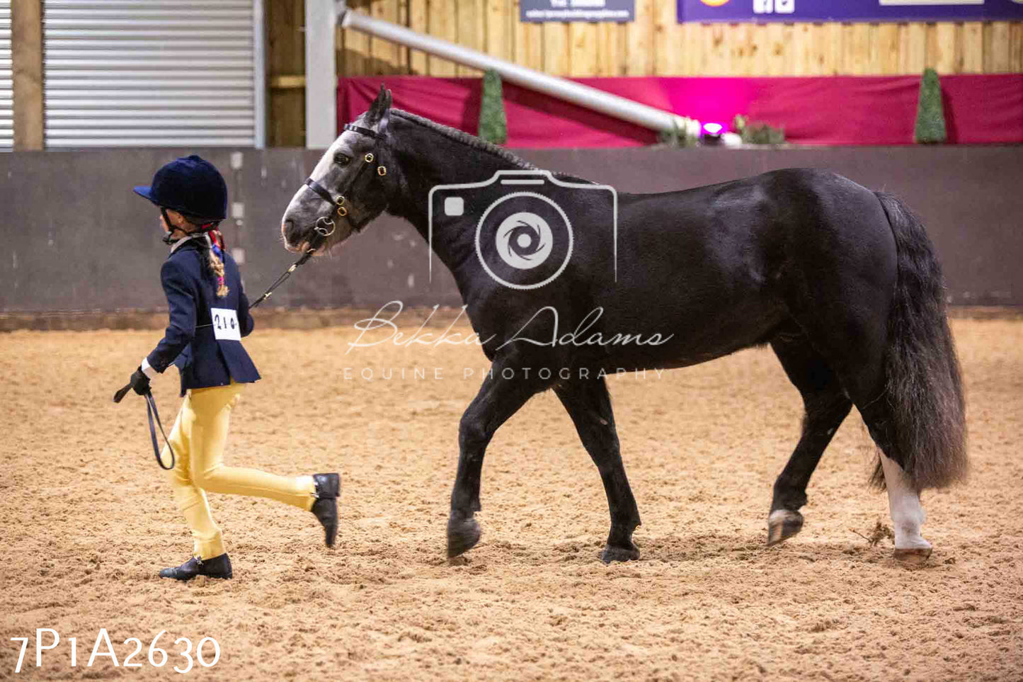 Home Farm Funshine Show 2024 - Inhand Showing 14th September