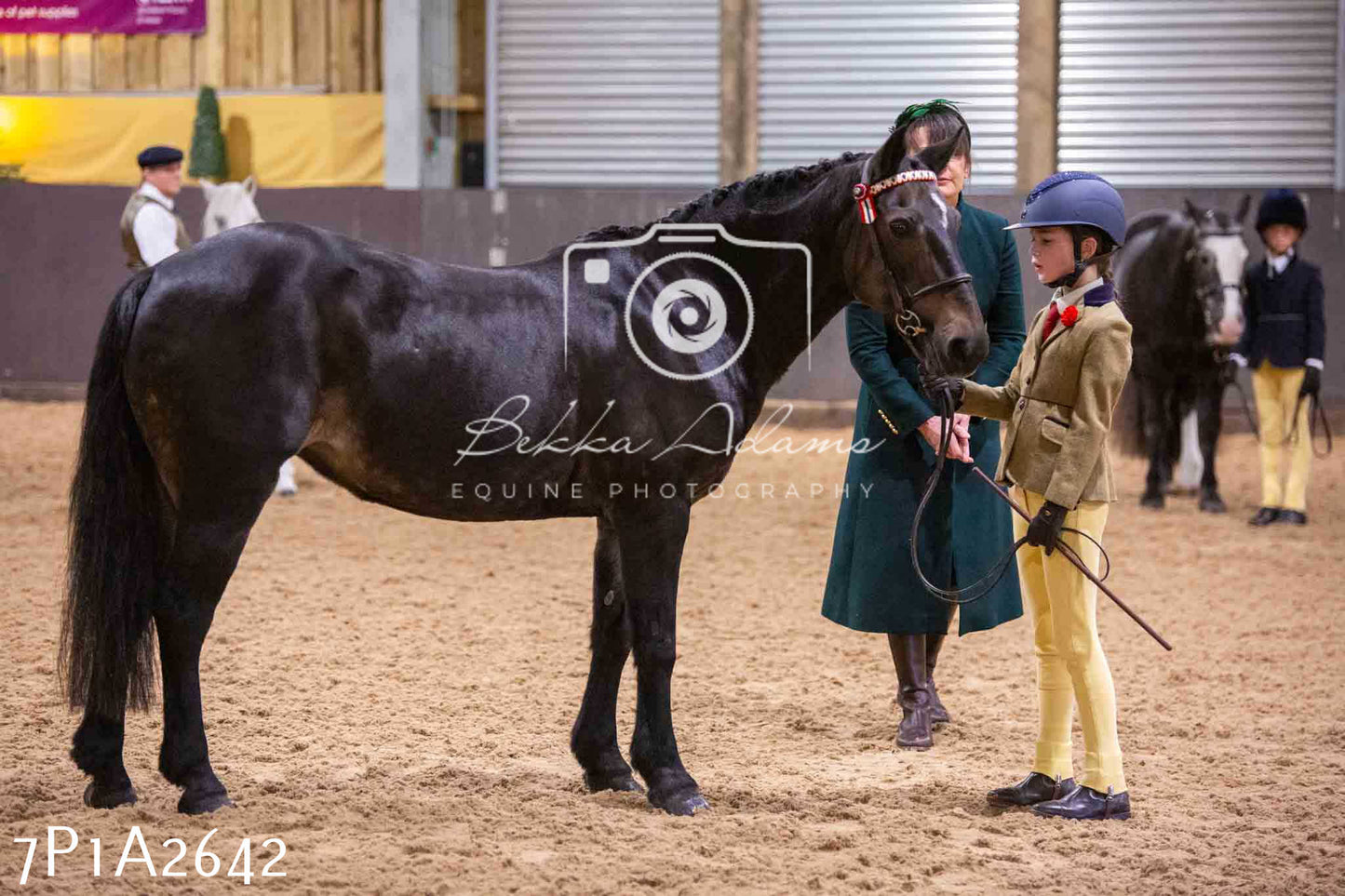 Home Farm Funshine Show 2024 - Inhand Showing 14th September