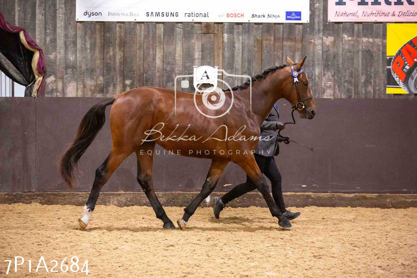 Home Farm Funshine Show 2024 - Inhand Showing 14th September
