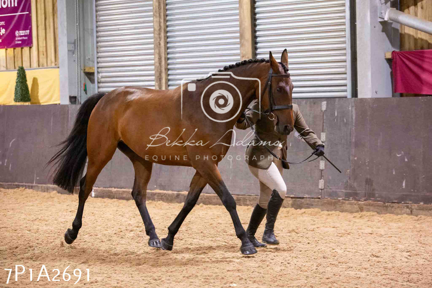 Home Farm Funshine Show 2024 - Inhand Showing 14th September