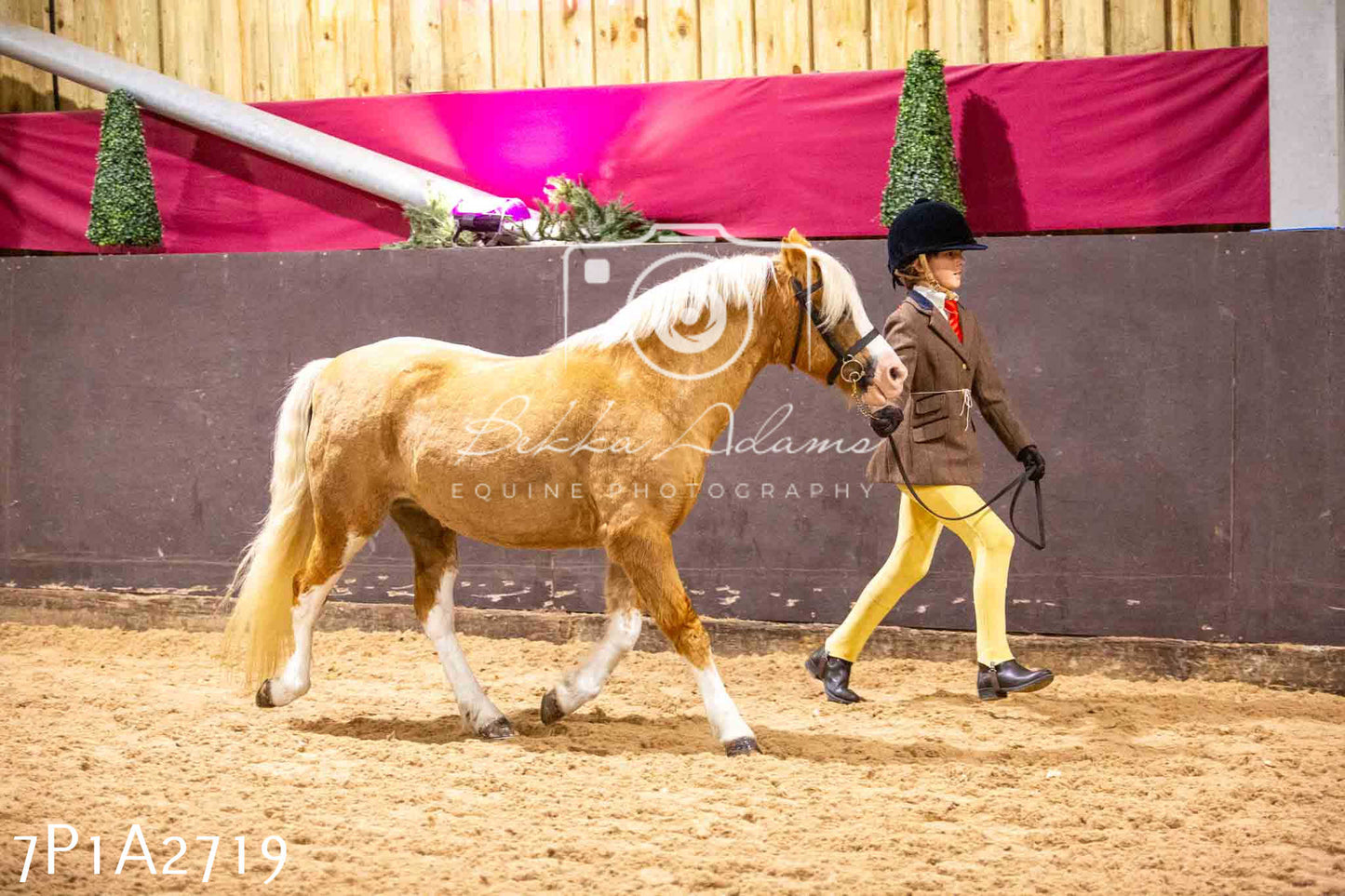 Home Farm Funshine Show 2024 - Inhand Showing 14th September