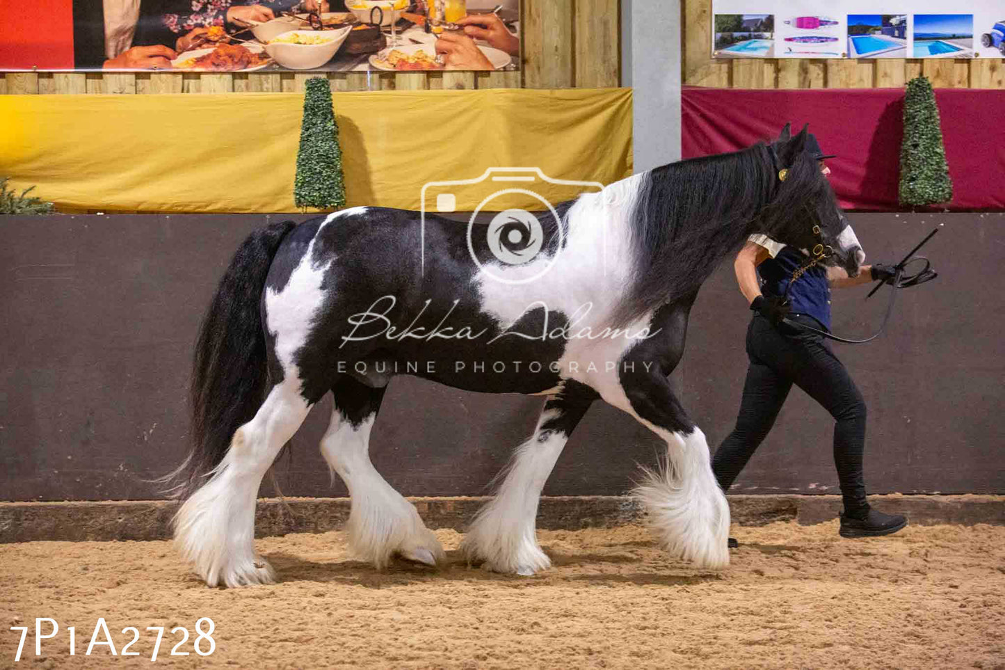 Home Farm Funshine Show 2024 - Inhand Showing 14th September