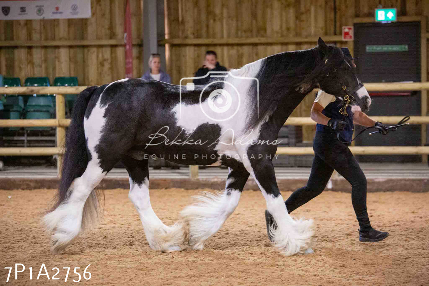 Home Farm Funshine Show 2024 - Inhand Showing 14th September