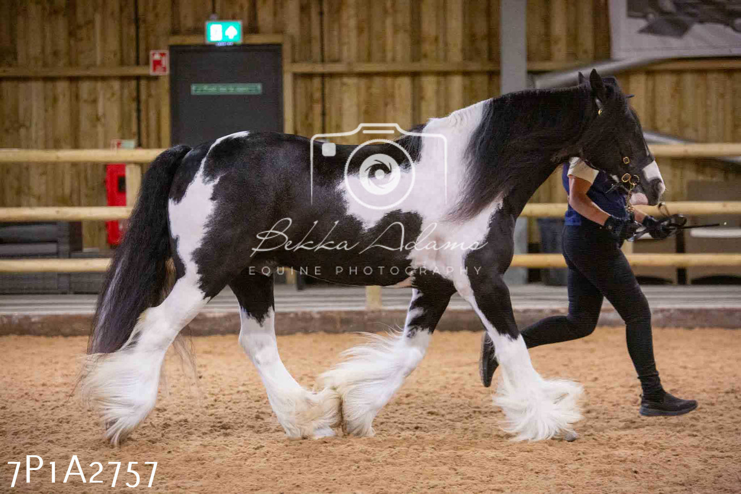 Home Farm Funshine Show 2024 - Inhand Showing 14th September