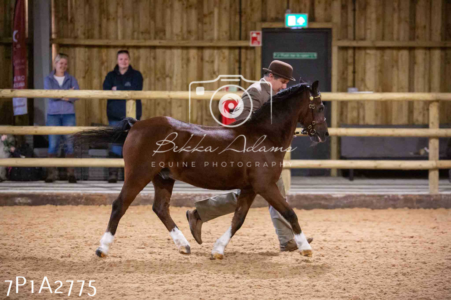 Home Farm Funshine Show 2024 - Inhand Showing 14th September