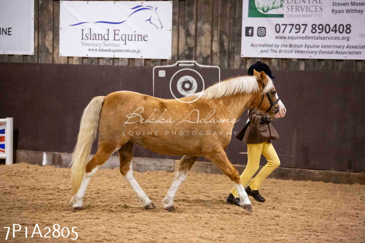 Home Farm Funshine Show 2024 - Inhand Showing 14th September