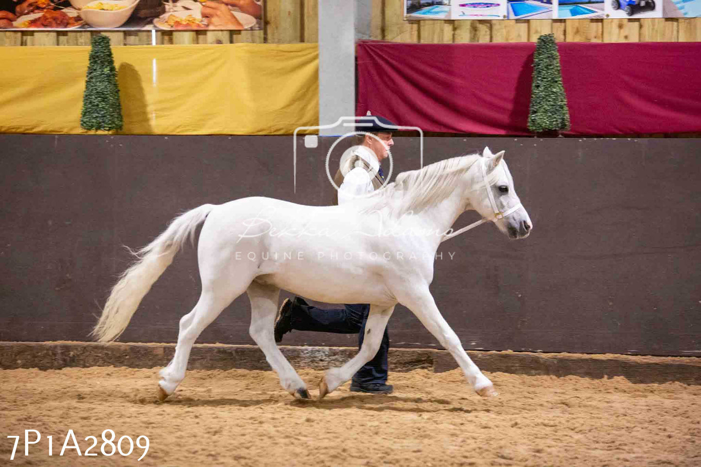Home Farm Funshine Show 2024 - Inhand Showing 14th September