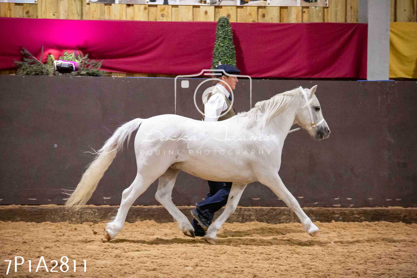 Home Farm Funshine Show 2024 - Inhand Showing 14th September