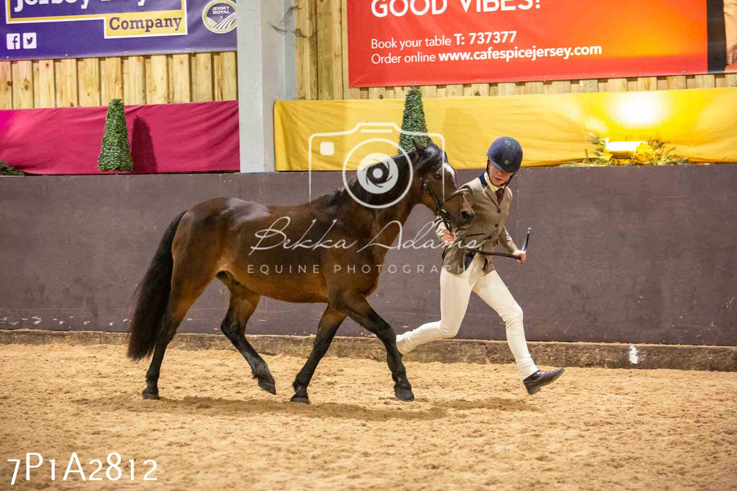 Home Farm Funshine Show 2024 - Inhand Showing 14th September