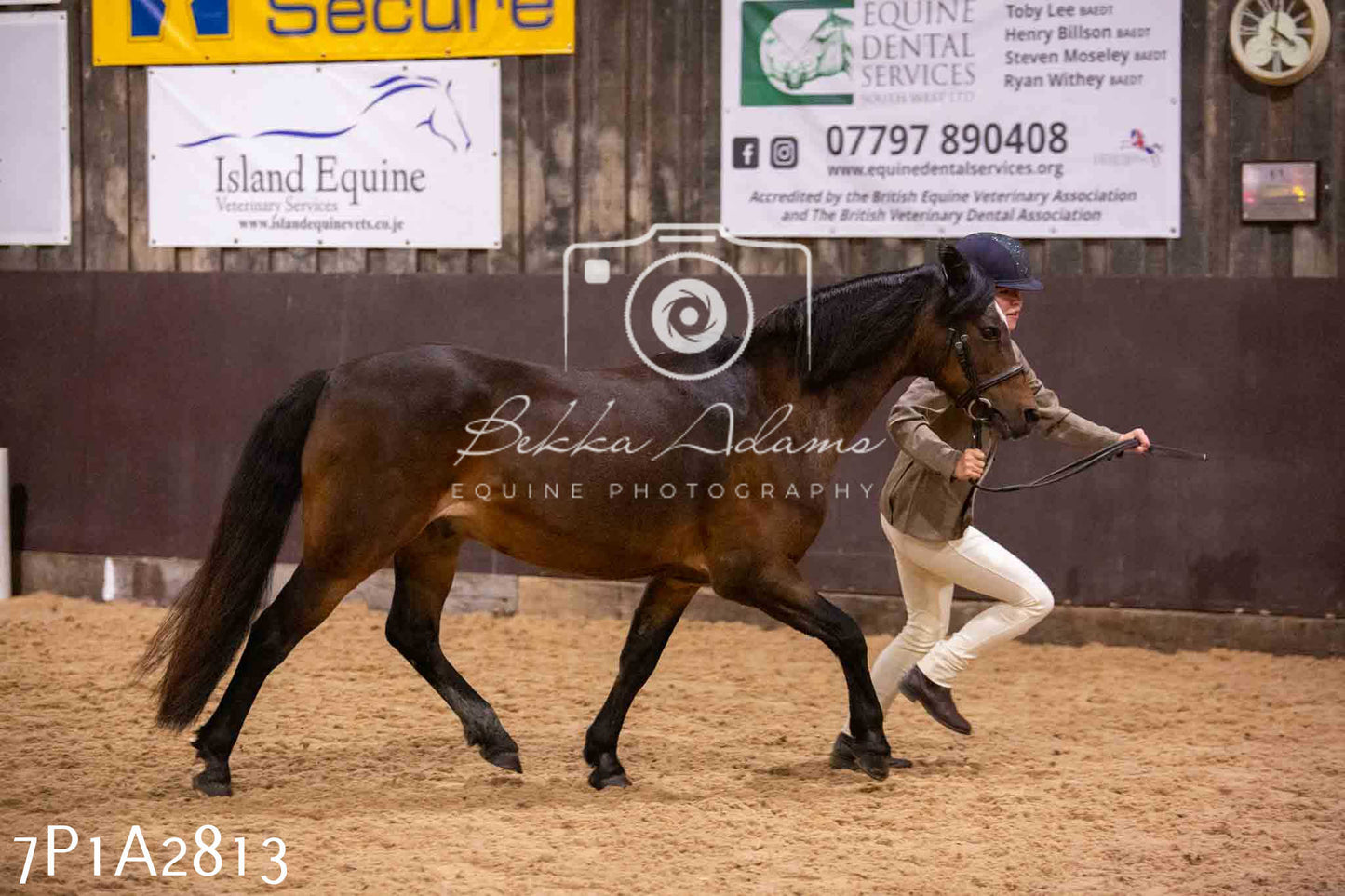 Home Farm Funshine Show 2024 - Inhand Showing 14th September