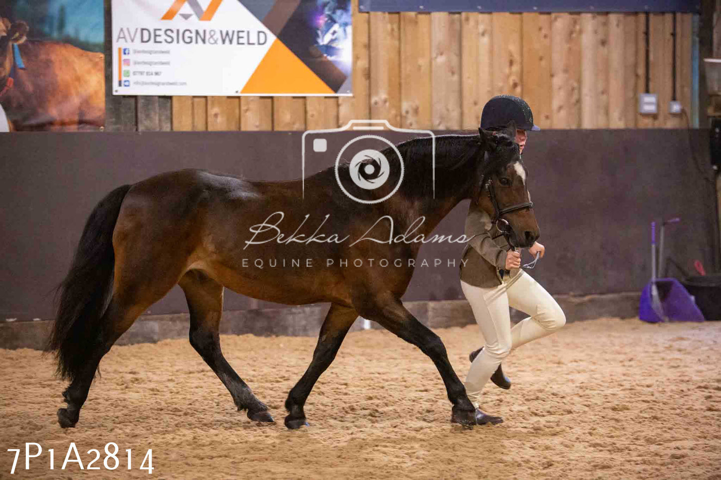 Home Farm Funshine Show 2024 - Inhand Showing 14th September