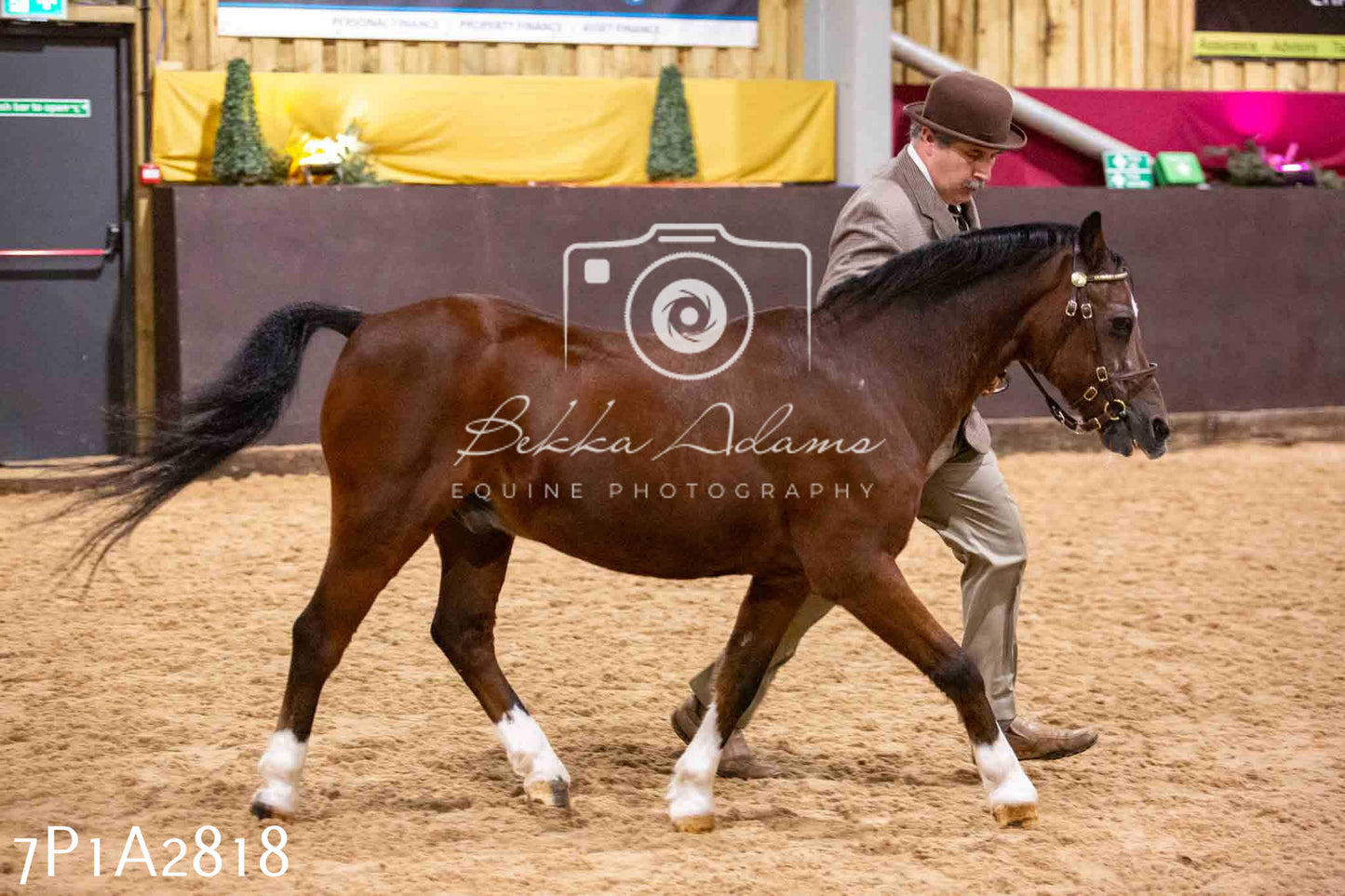 Home Farm Funshine Show 2024 - Inhand Showing 14th September
